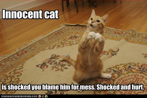 funny-pictures-cat-is-innocent-and-hurt.jpg